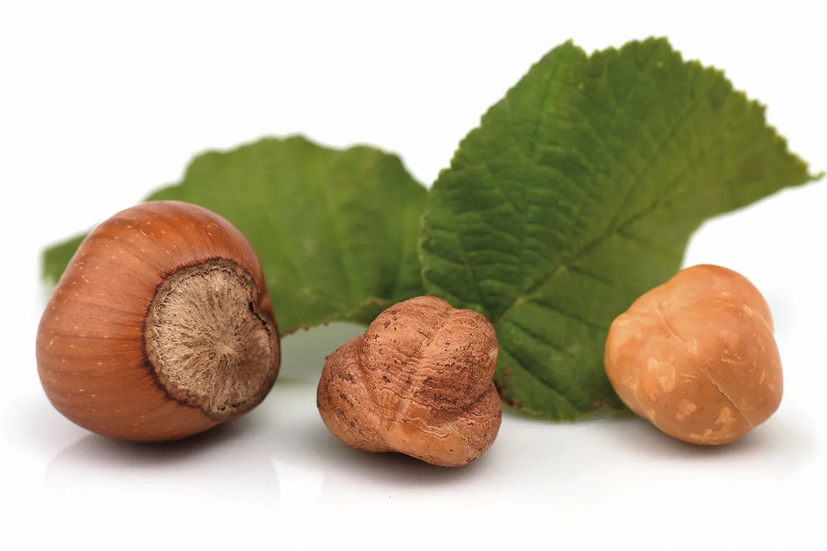 Nocciole d'Elite - Ingredients - photo 5