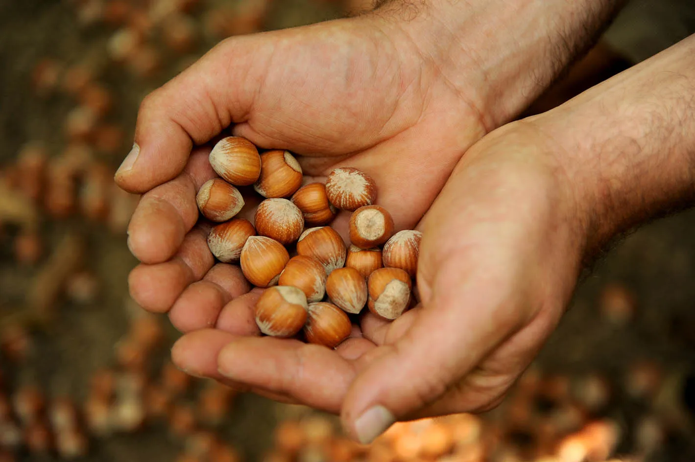 Nocciole d'Elite - Ingredients - photo 4